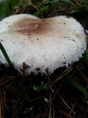 Macrolepiota zeyheri