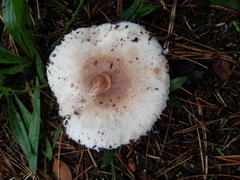 Macrolepiota zeyheri
