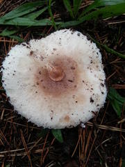 Macrolepiota zeyheri