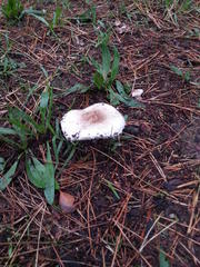 Macrolepiota zeyheri