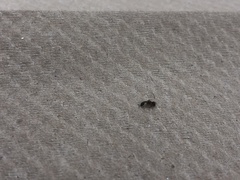 Formicidae