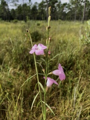 Agalinis harperi