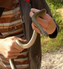 Lycodonomorphus inornatus