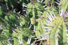 Anthacanthae