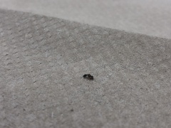 Formicidae