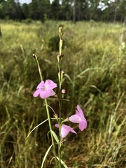 Agalinis harperi