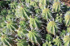 Anthacanthae