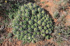 Anthacanthae