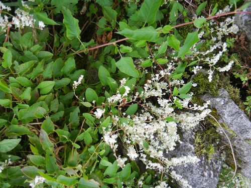Bukhara fleeceflower (Fallopia baldschuanica)
