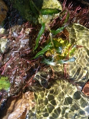 Potamogeton perfoliatus