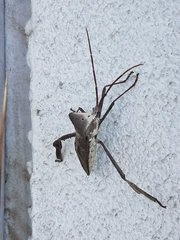 Acanthocephala declivis