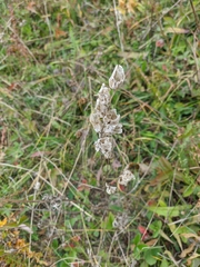 Rhinanthus serotinus aestivalis