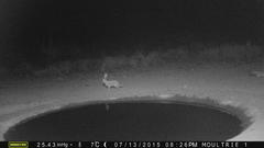 Lepus saxatilis subrufus