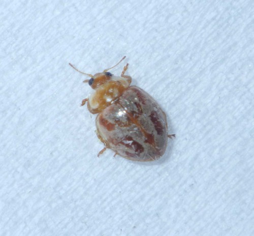 Myrrha octodecimguttata formosa