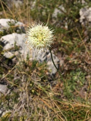 Allium ochroleucum