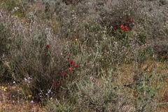 Lampranthus coccineus