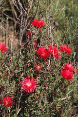 Lampranthus coccineus