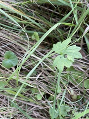 Geranium palustre