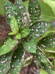 Hypoestes phyllostachya