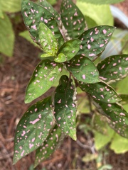 Hypoestes phyllostachya