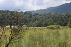 Oriturus superciliosus