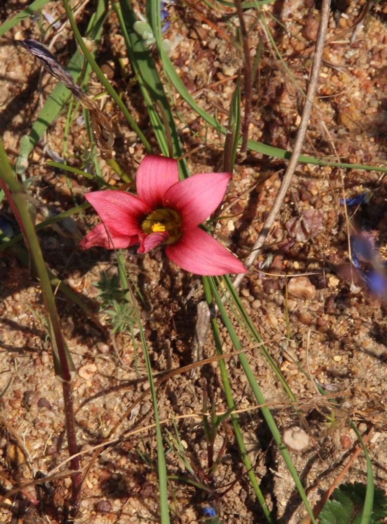 Romulea eximia, Waylands Private Nature Reserve