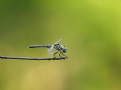 Pachydiplax longipennis image