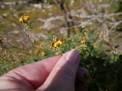 Goodia medicaginea