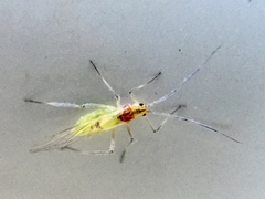 Calaphidina