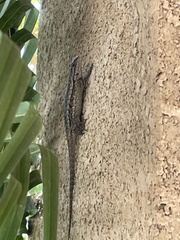 Sceloporus occidentalis