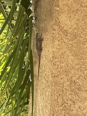 Sceloporus occidentalis