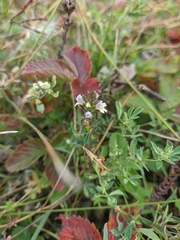 Euphrasia taurica