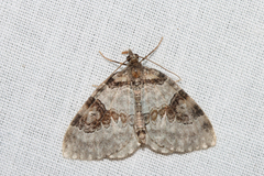 Plemyria georgii
