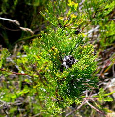 Serruria balanocephala