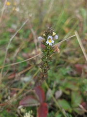 Euphrasia taurica