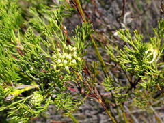 Serruria balanocephala