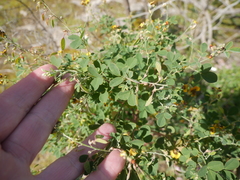 Goodia medicaginea