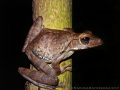 Polypedates cruciger