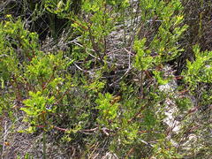 Serruria balanocephala