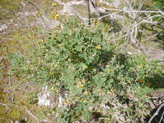 Goodia medicaginea