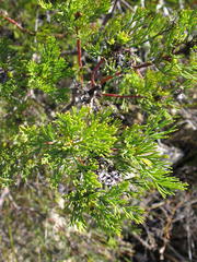 Serruria balanocephala