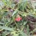 Hermannia glabrata - Photo (c) lorainevdb,  זכויות יוצרים חלקיות (CC BY-NC), הועלה על ידי lorainevdb