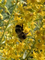 Bombus impatiens
