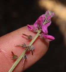 Indigofera declinata