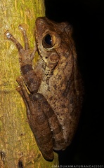 Polypedates cruciger