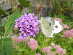 Pieris mannii