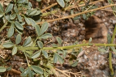 Cleome foliosa lutea
