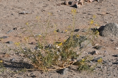Cleome foliosa lutea
