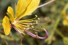 Cleome foliosa lutea