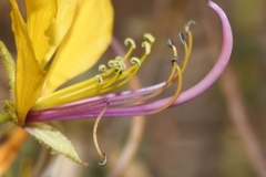 Cleome foliosa lutea